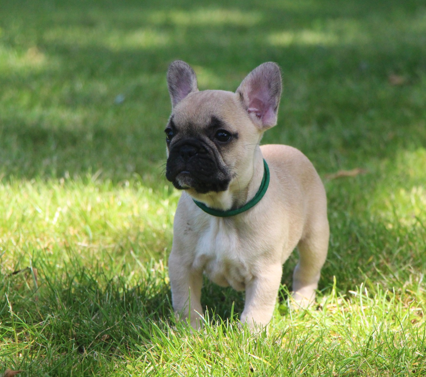 De La Notte Di Cane - Chiots disponibles - Bouledogue français