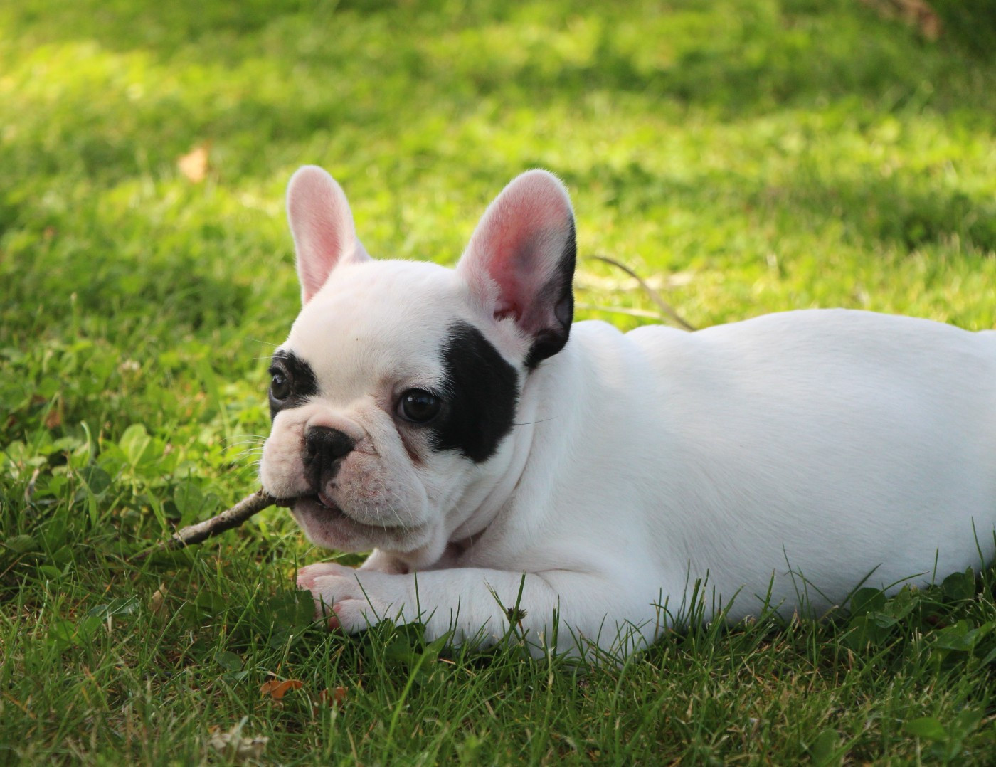 De La Notte Di Cane - Chiots disponibles - Bouledogue français