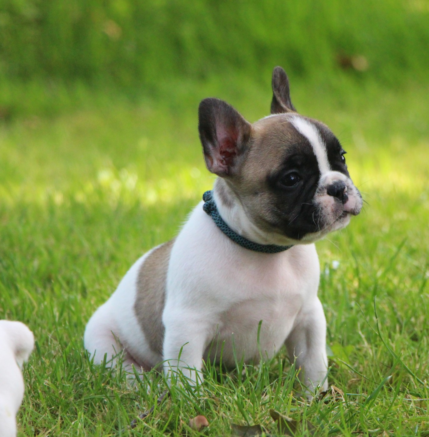 De La Notte Di Cane - Chiots disponibles - Bouledogue français