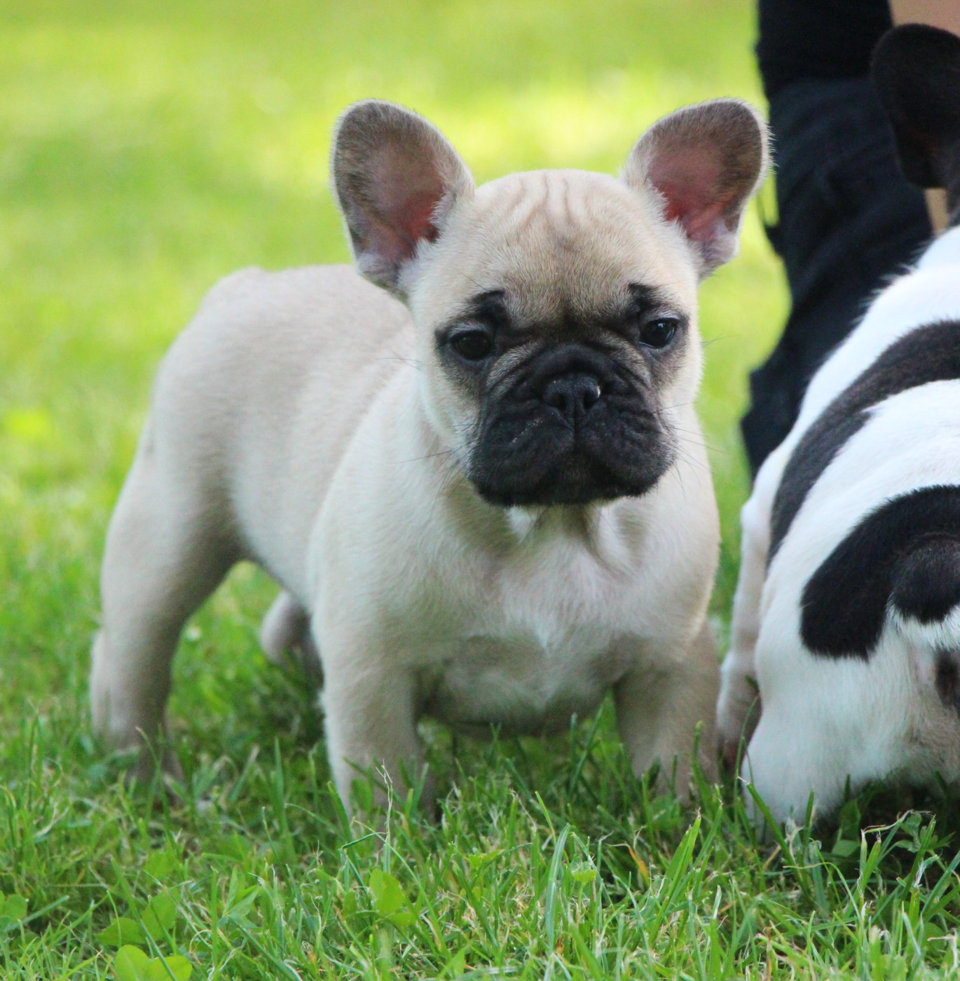De La Notte Di Cane - Chiots disponibles - Bouledogue français
