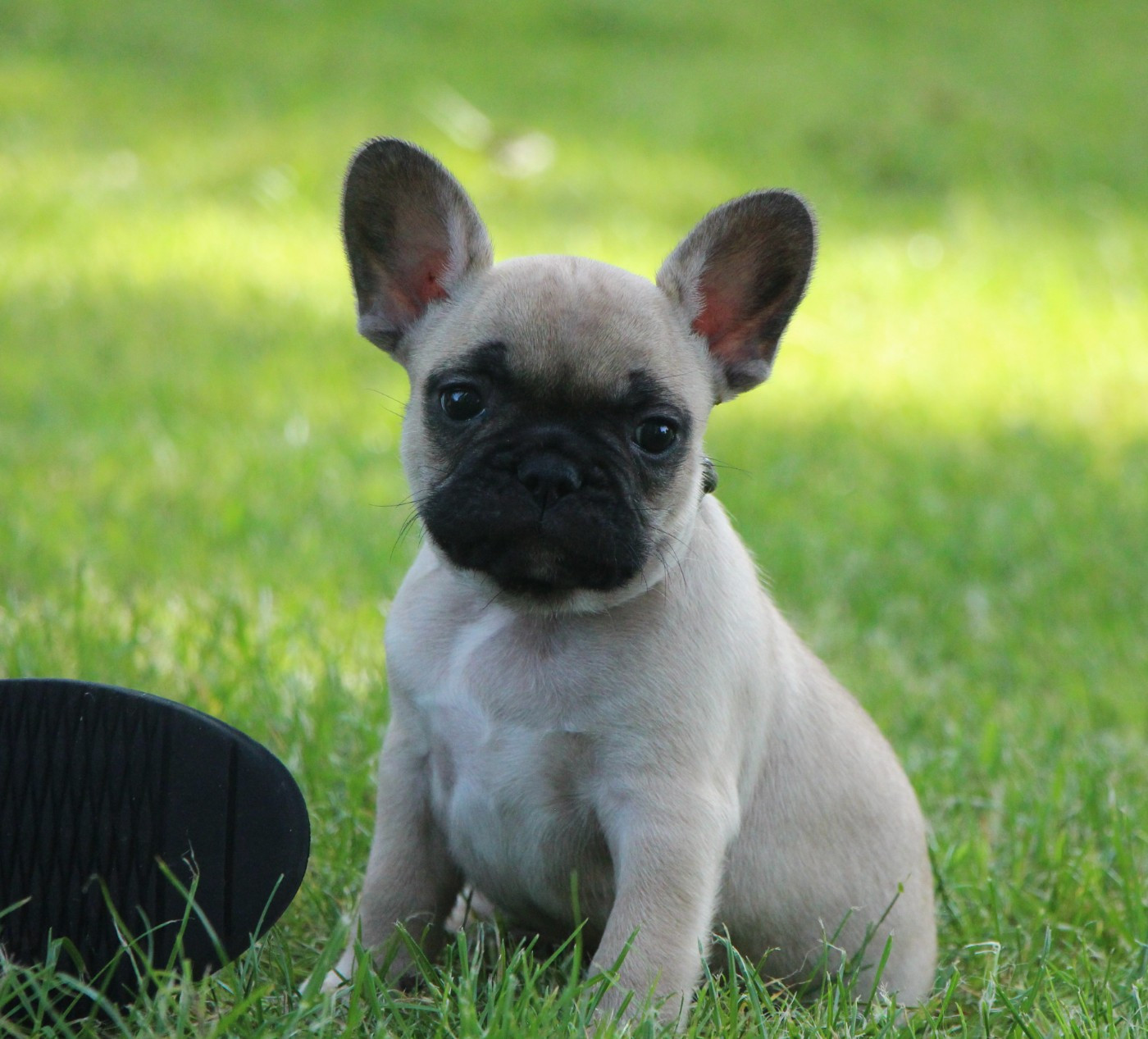 De La Notte Di Cane - Chiots disponibles - Bouledogue français