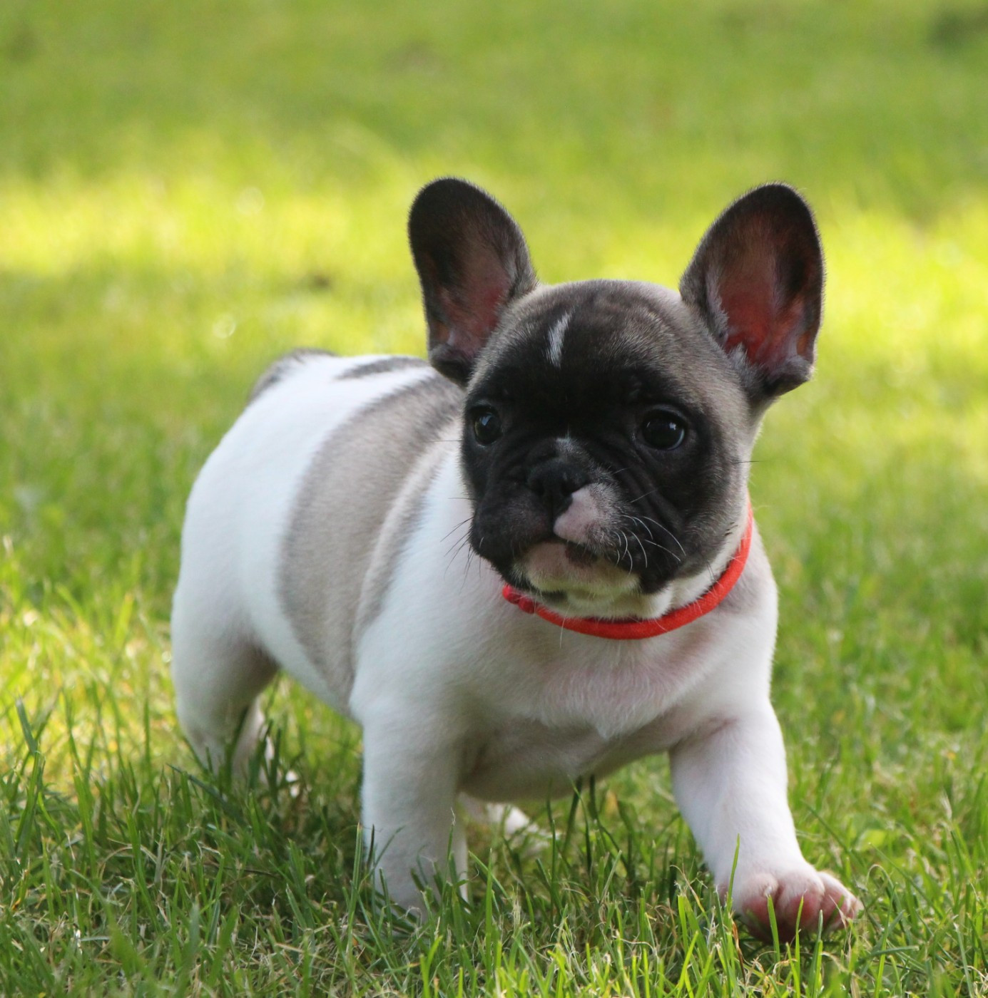 De La Notte Di Cane - Chiots disponibles - Bouledogue français