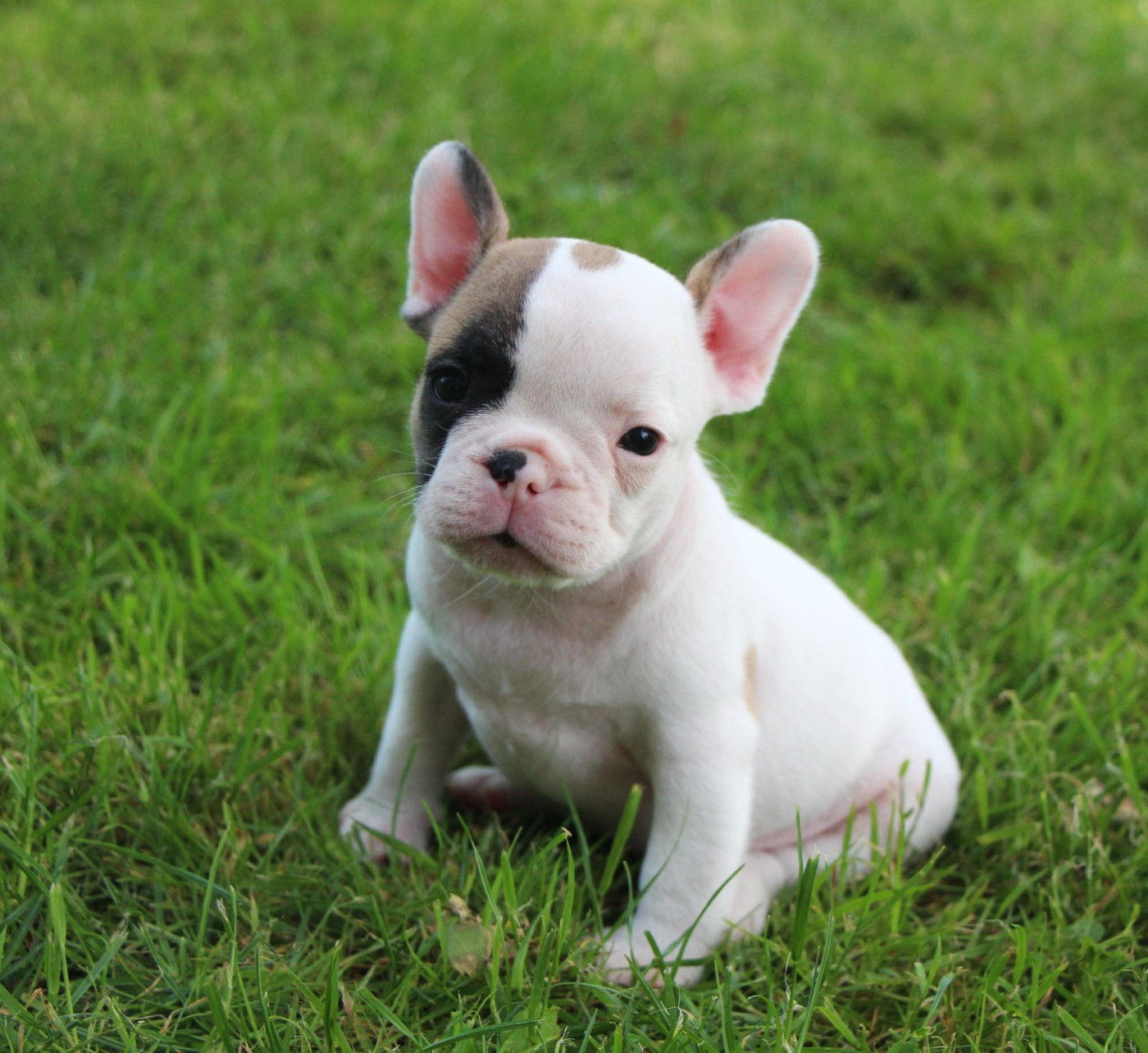 De La Notte Di Cane - Chiots disponibles - Bouledogue français