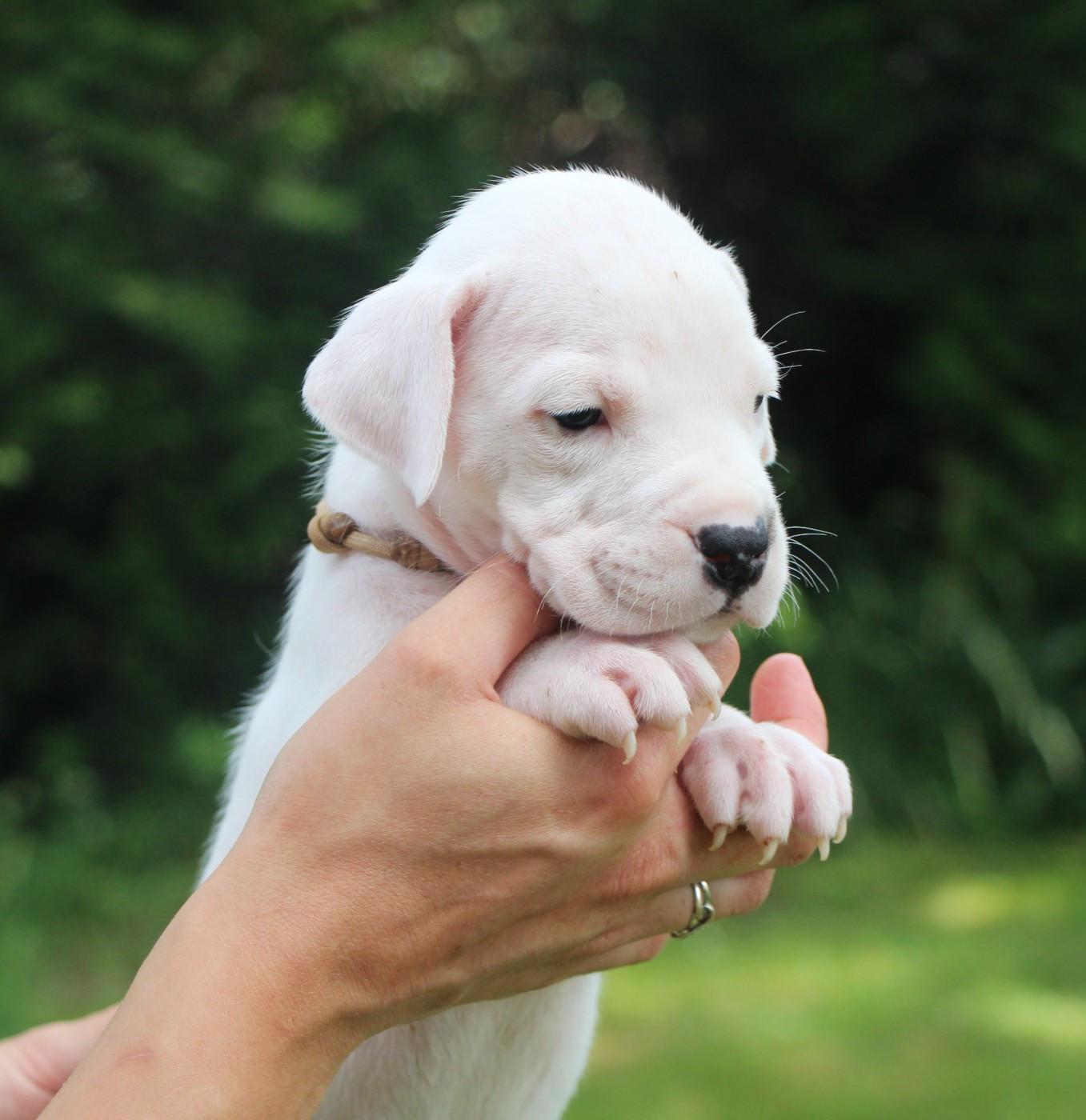 De La Notte Di Cane - Chiots disponibles - Dogo Argentino