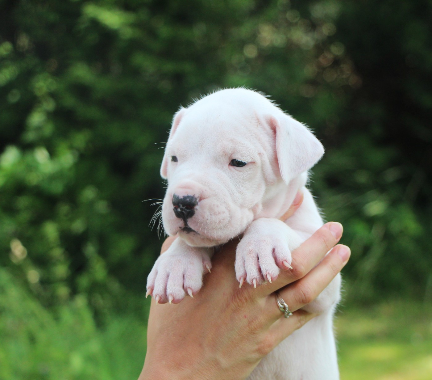 De La Notte Di Cane - Chiots disponibles - Dogo Argentino