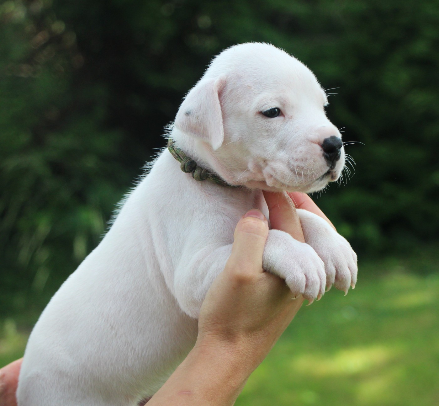 De La Notte Di Cane - Chiots disponibles - Dogo Argentino