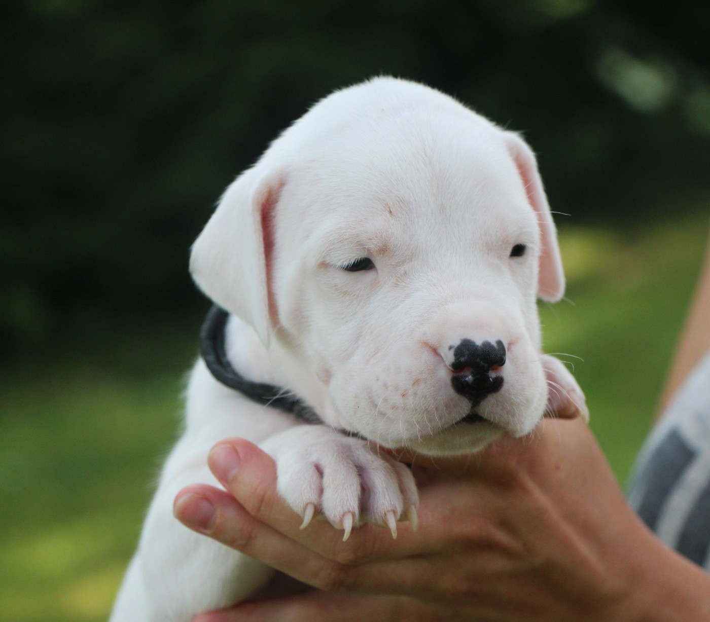 De La Notte Di Cane - Chiots disponibles - Dogo Argentino
