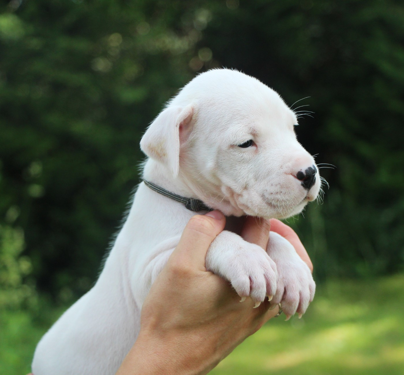 De La Notte Di Cane - Chiots disponibles - Dogo Argentino