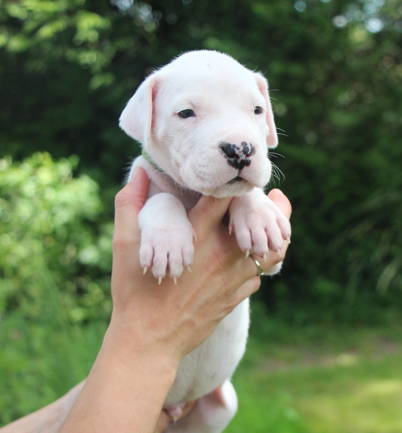 De La Notte Di Cane - Chiots disponibles - Dogo Argentino