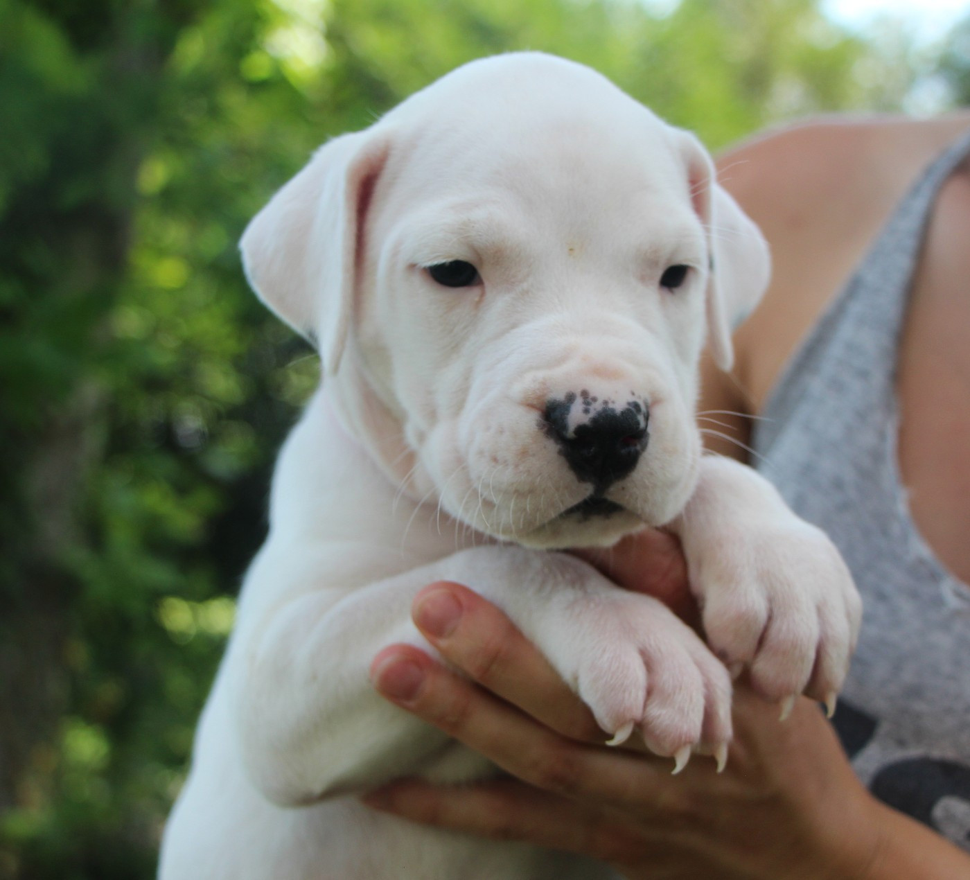 De La Notte Di Cane - Chiots disponibles - Dogo Argentino