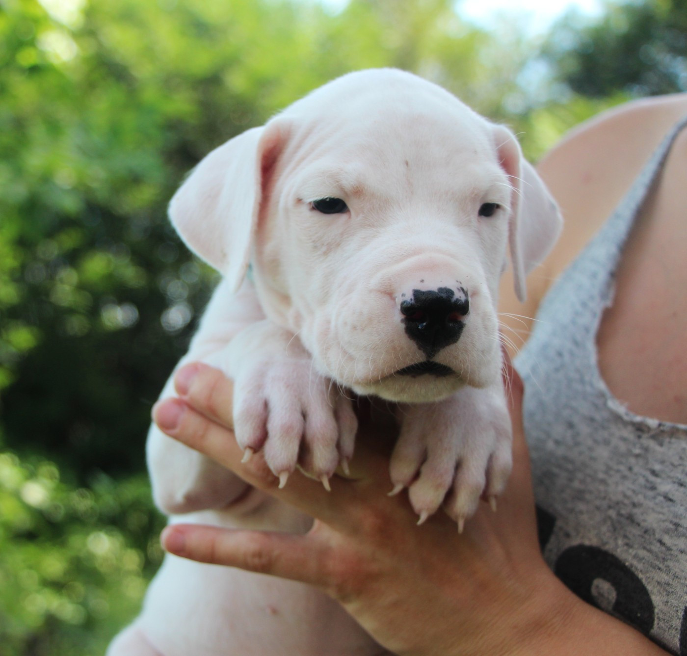 De La Notte Di Cane - Chiots disponibles - Dogo Argentino