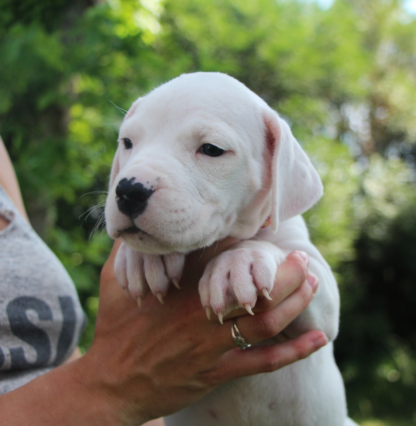 De La Notte Di Cane - Chiots disponibles - Dogo Argentino
