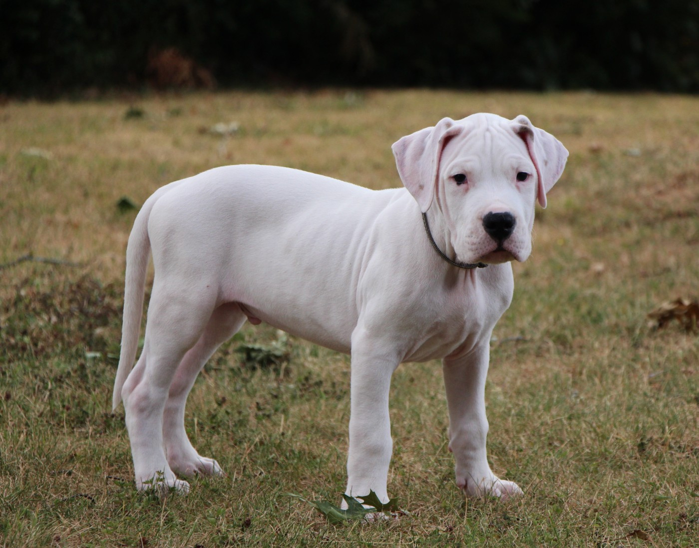 De La Notte Di Cane - Chiots disponibles - Dogo Argentino