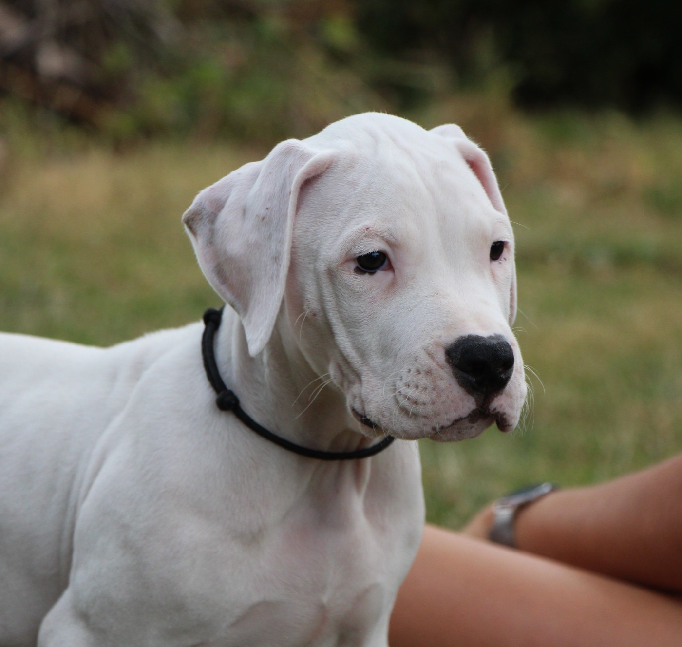 De La Notte Di Cane - Chiots disponibles - Dogo Argentino