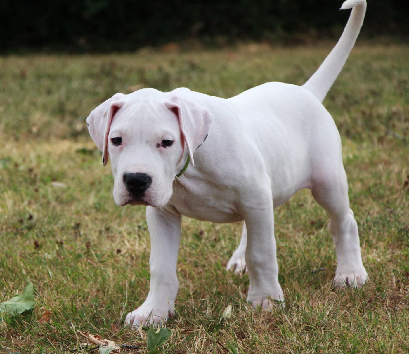 De La Notte Di Cane - Chiots disponibles - Dogo Argentino