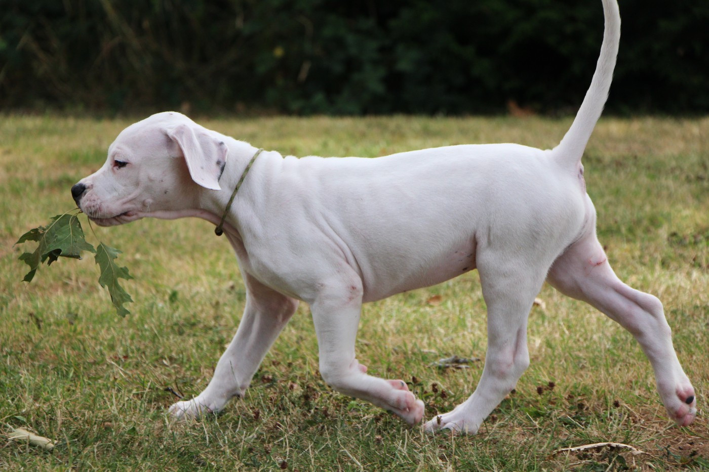 De La Notte Di Cane - Chiots disponibles - Dogo Argentino