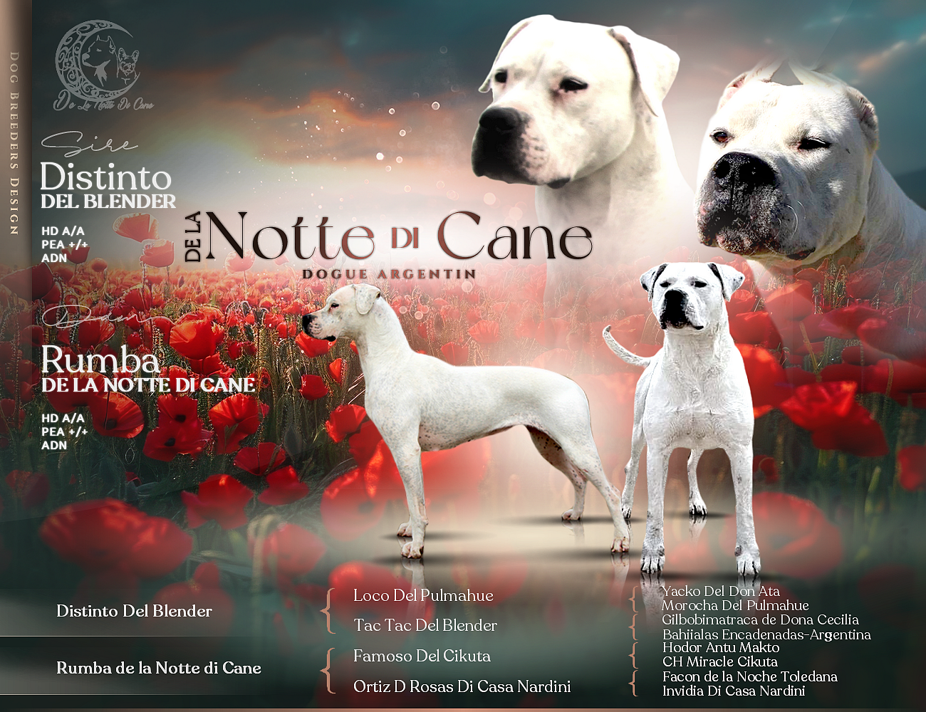 Chiot Dogo Argentino De La Notte Di Cane