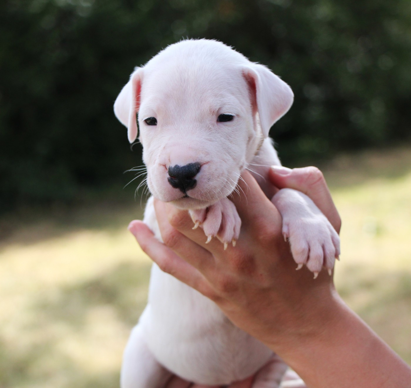 De La Notte Di Cane - Chiots disponibles - Dogo Argentino