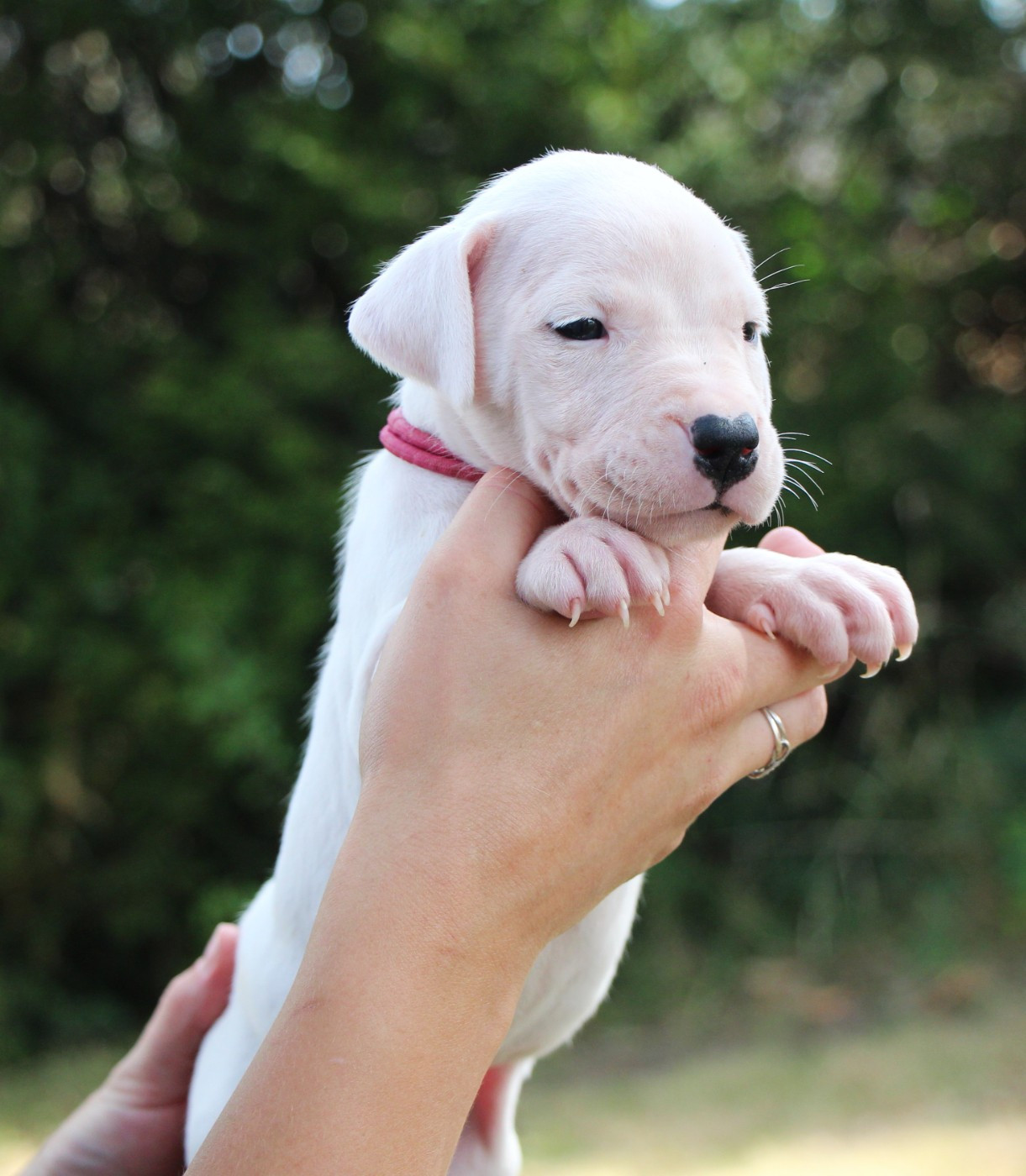 De La Notte Di Cane - Chiots disponibles - Dogo Argentino