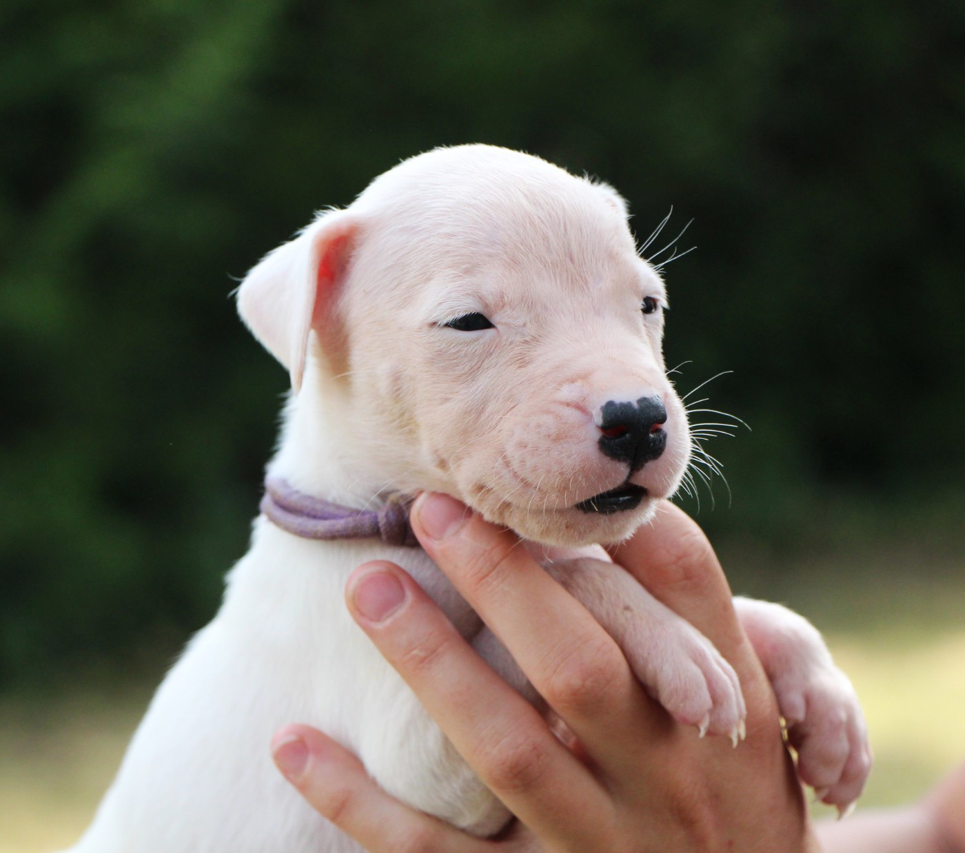 De La Notte Di Cane - Chiots disponibles - Dogo Argentino
