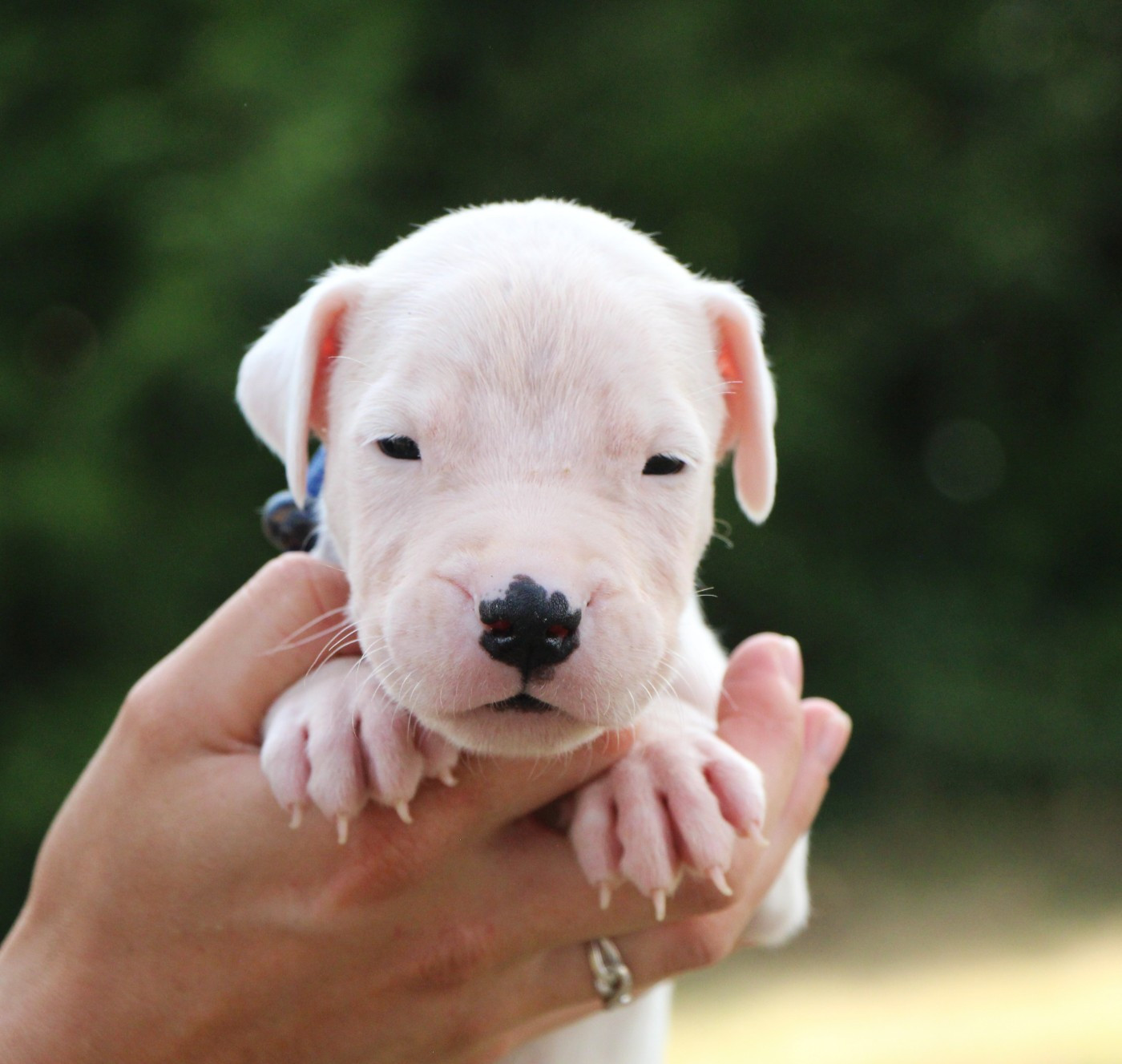 De La Notte Di Cane - Chiots disponibles - Dogo Argentino