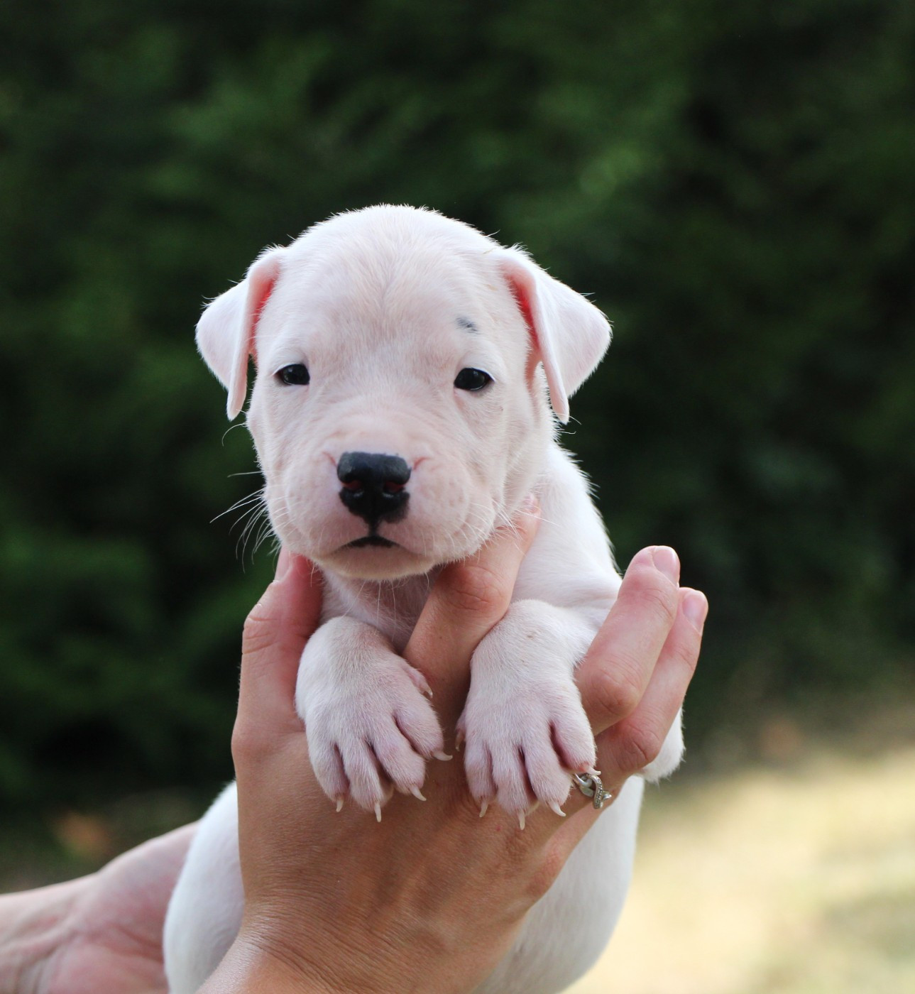 De La Notte Di Cane - Chiots disponibles - Dogo Argentino