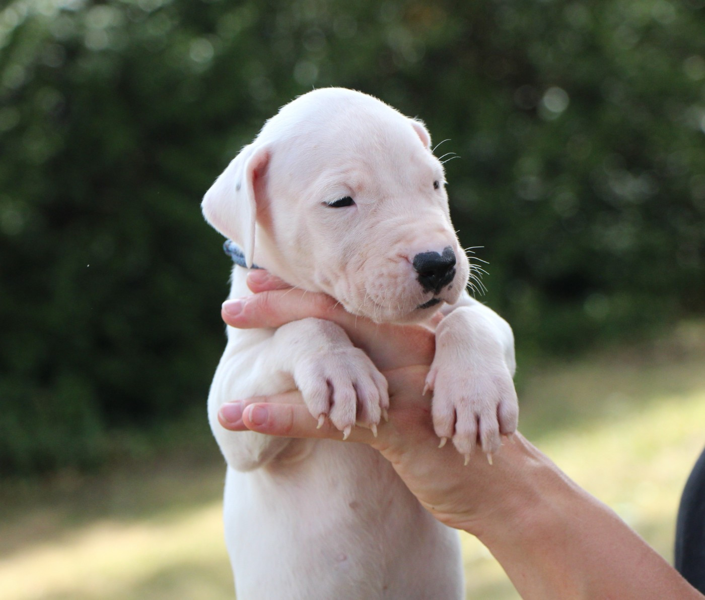 De La Notte Di Cane - Chiots disponibles - Dogo Argentino
