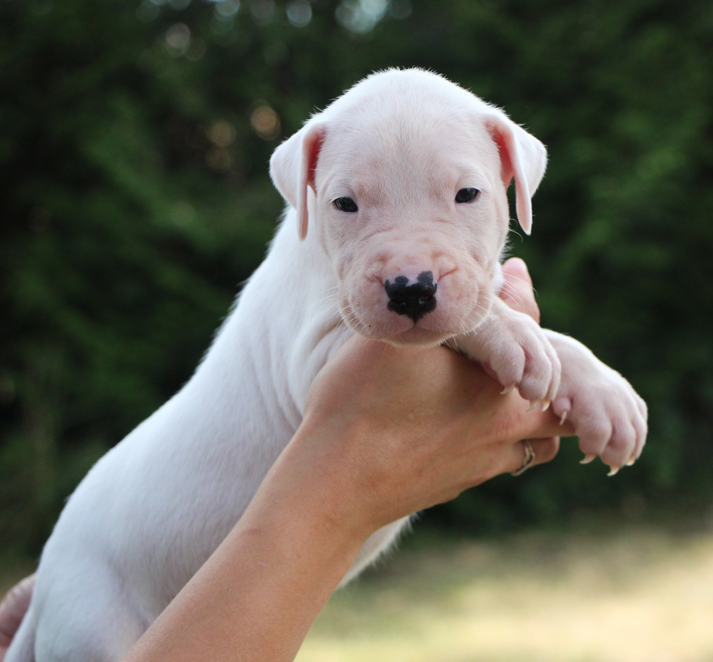 De La Notte Di Cane - Chiots disponibles - Dogo Argentino