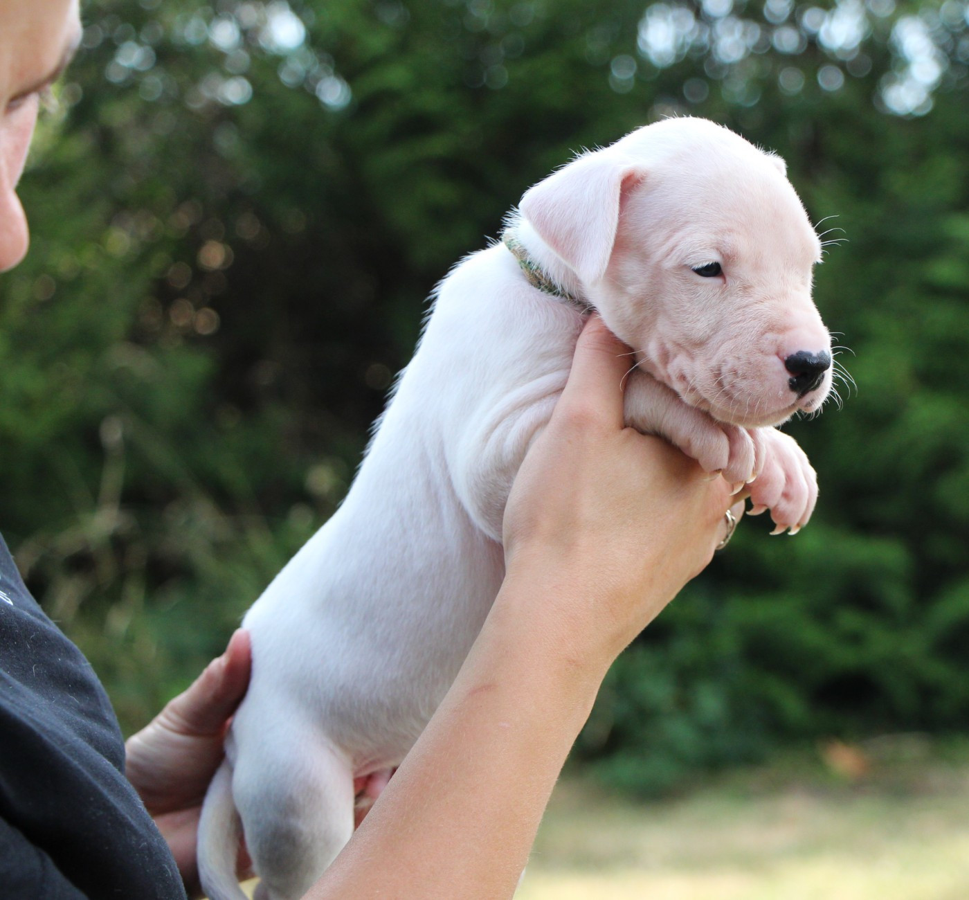 De La Notte Di Cane - Chiots disponibles - Dogo Argentino