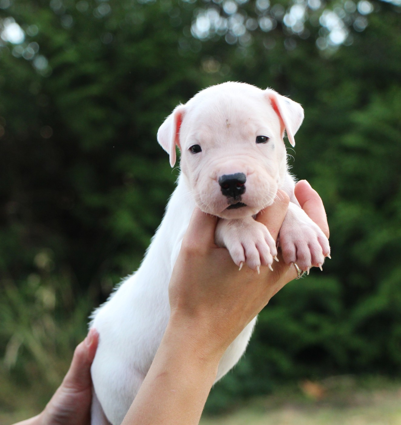De La Notte Di Cane - Chiots disponibles - Dogo Argentino