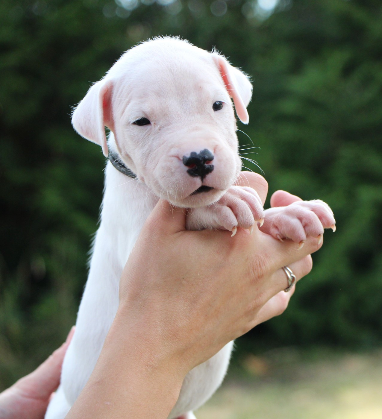 De La Notte Di Cane - Chiots disponibles - Dogo Argentino