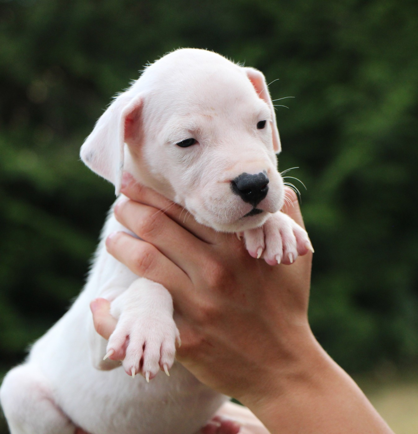 De La Notte Di Cane - Chiots disponibles - Dogo Argentino