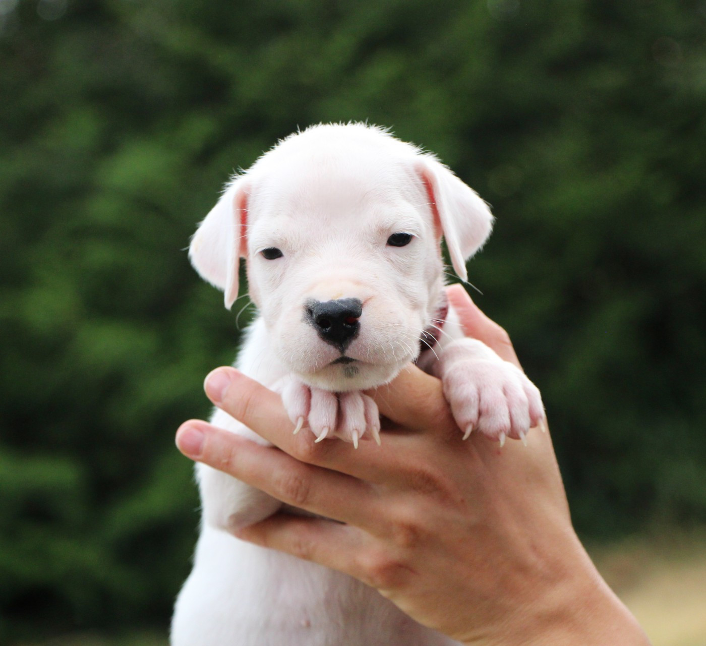 De La Notte Di Cane - Chiots disponibles - Dogo Argentino