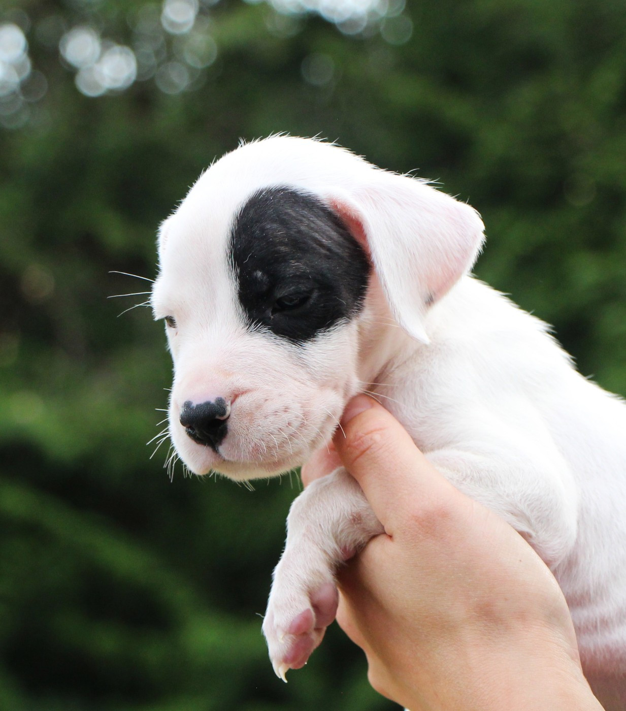 De La Notte Di Cane - Chiots disponibles - Dogo Argentino