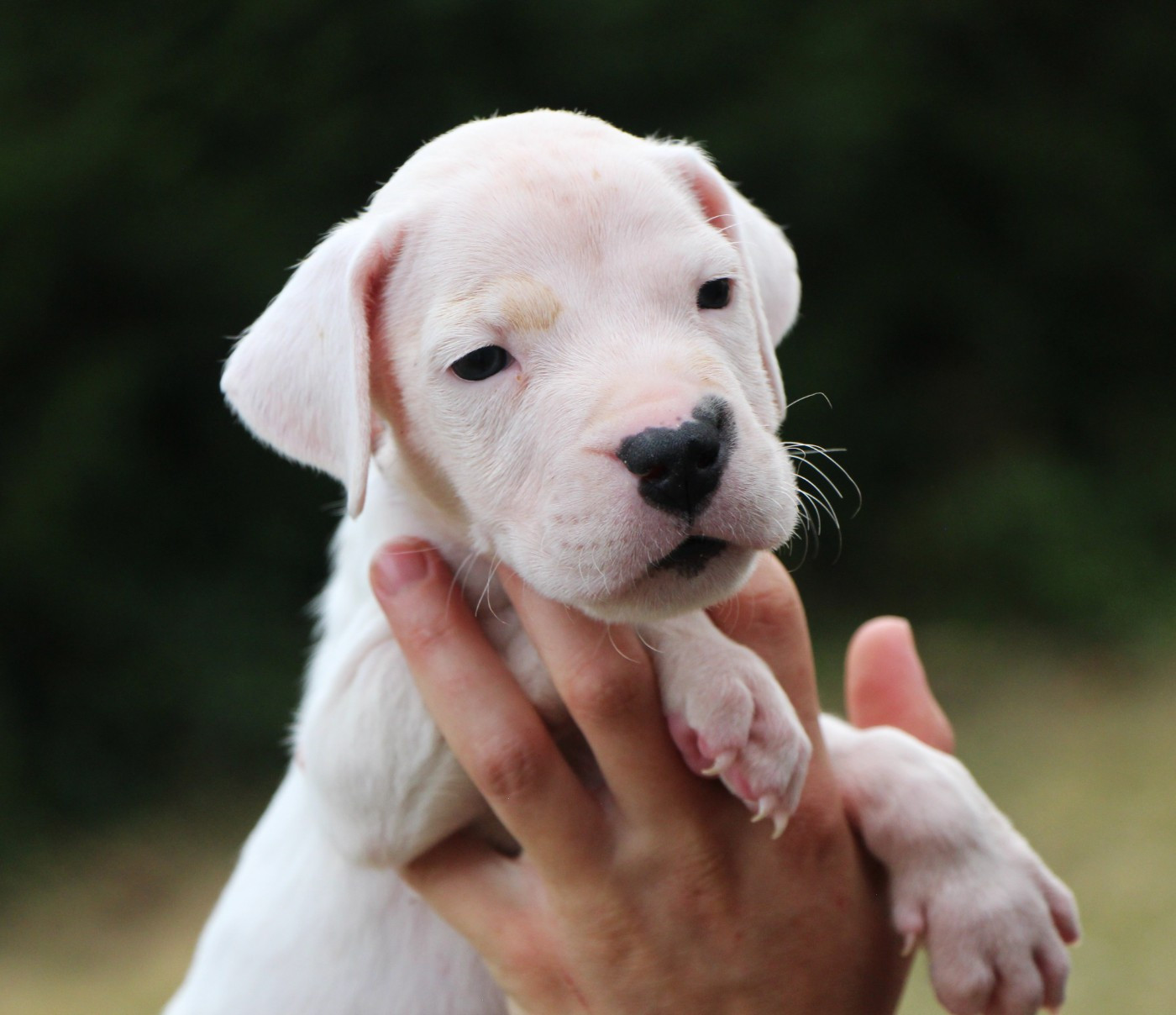 De La Notte Di Cane - Chiots disponibles - Dogo Argentino