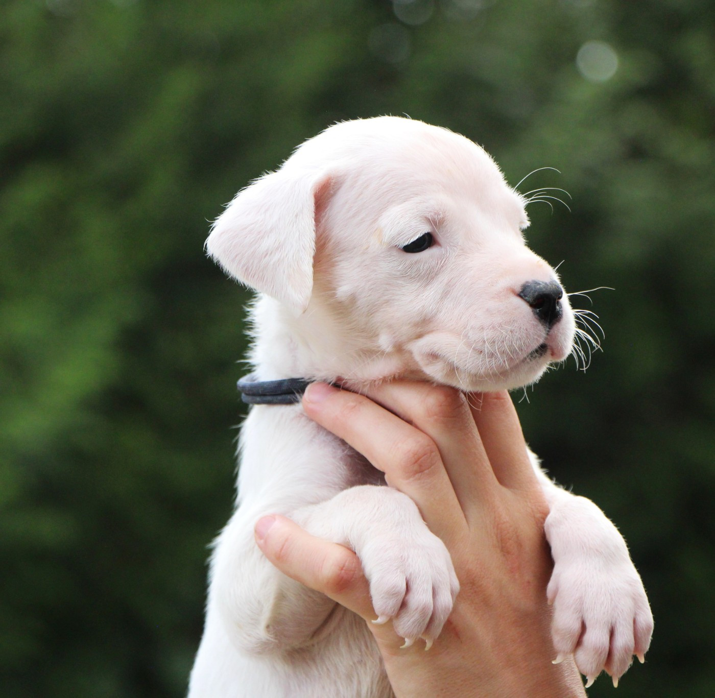 De La Notte Di Cane - Chiots disponibles - Dogo Argentino