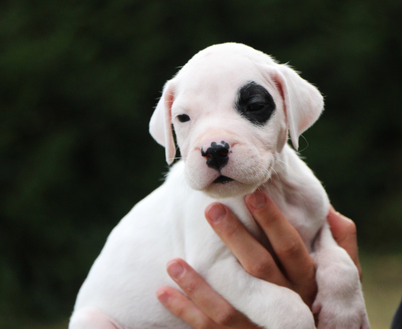 De La Notte Di Cane - Chiots disponibles - Dogo Argentino
