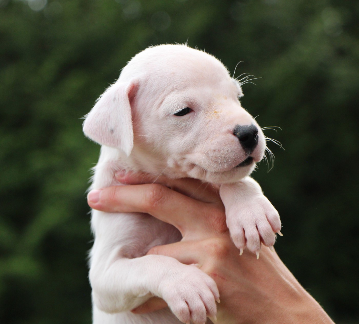 De La Notte Di Cane - Chiots disponibles - Dogo Argentino