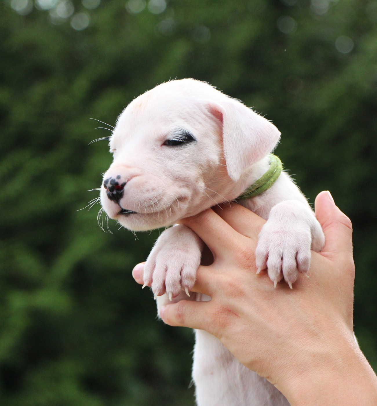De La Notte Di Cane - Chiots disponibles - Dogo Argentino