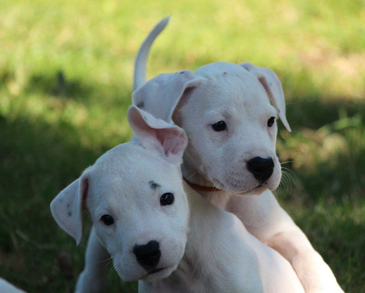 De La Notte Di Cane - Chiots disponibles - Dogo Argentino