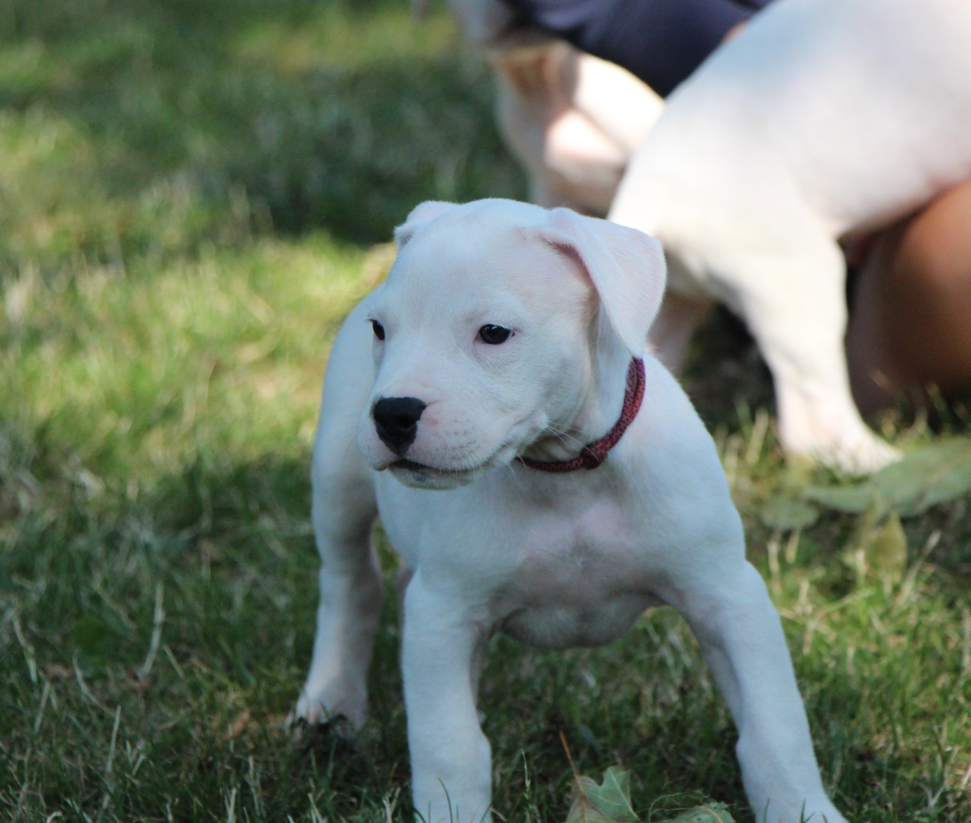 De La Notte Di Cane - Chiots disponibles - Dogo Argentino