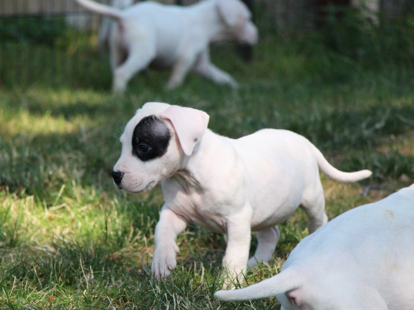 De La Notte Di Cane - Chiots disponibles - Dogo Argentino