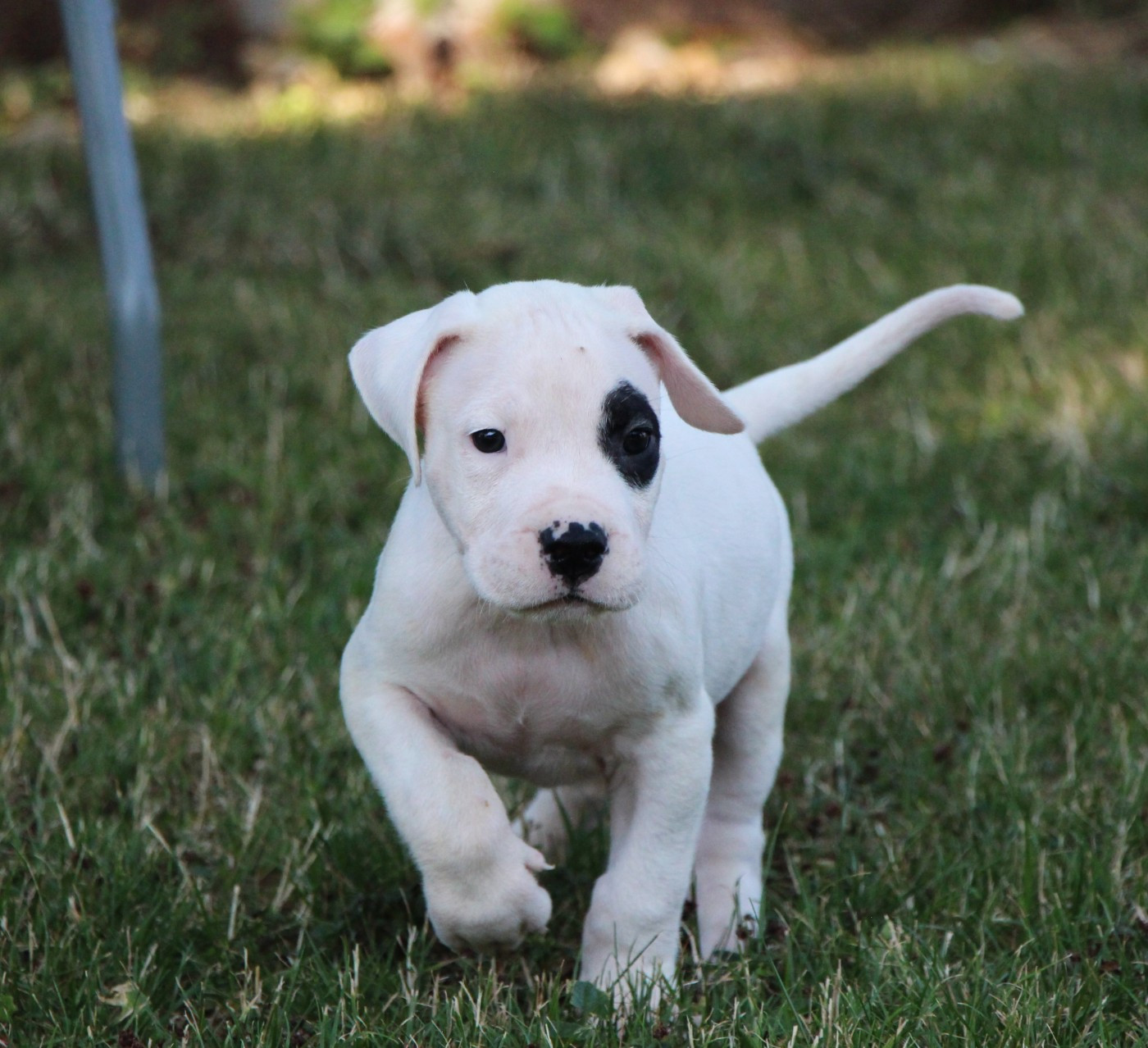 De La Notte Di Cane - Chiots disponibles - Dogo Argentino