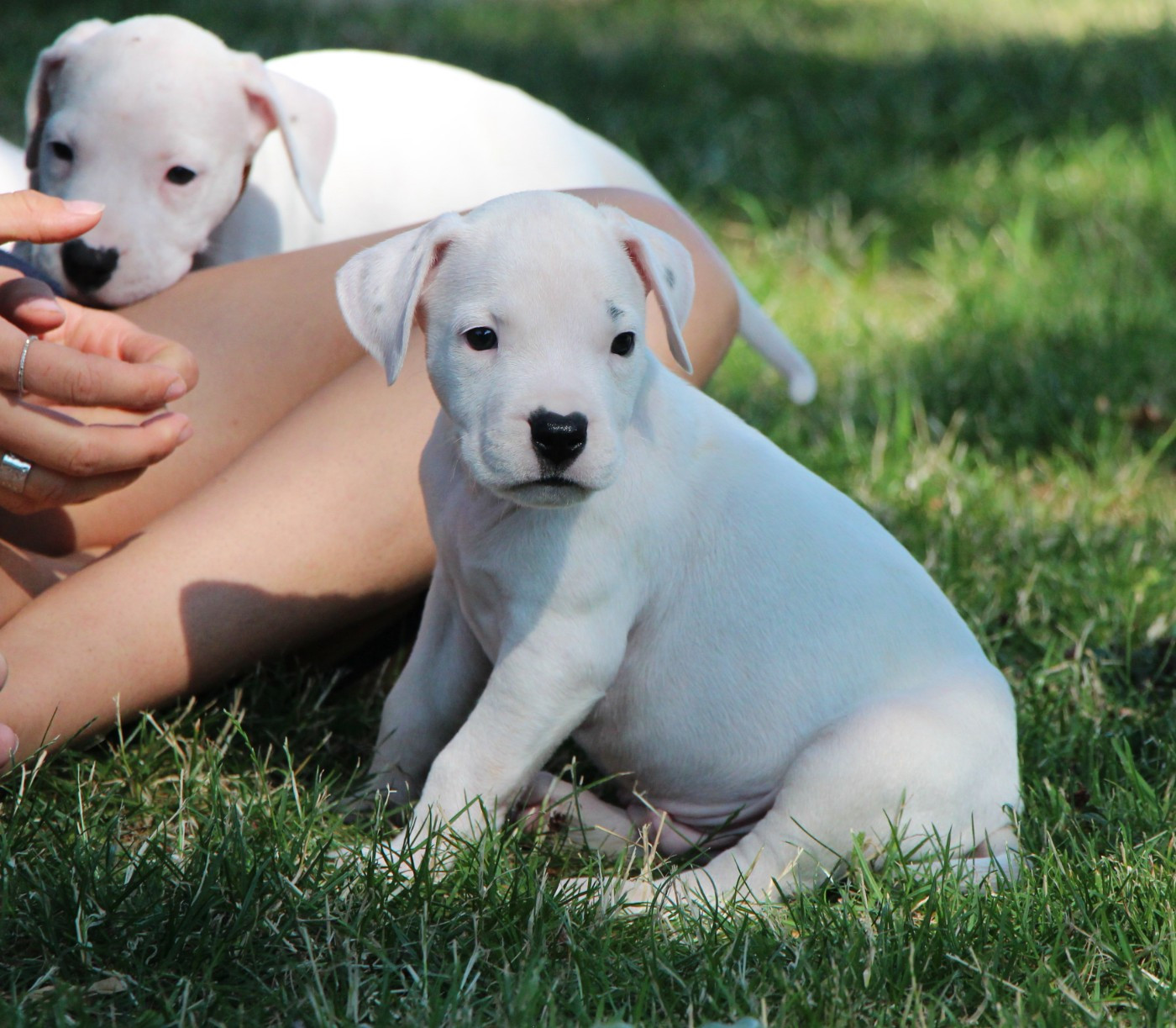 De La Notte Di Cane - Chiots disponibles - Dogo Argentino