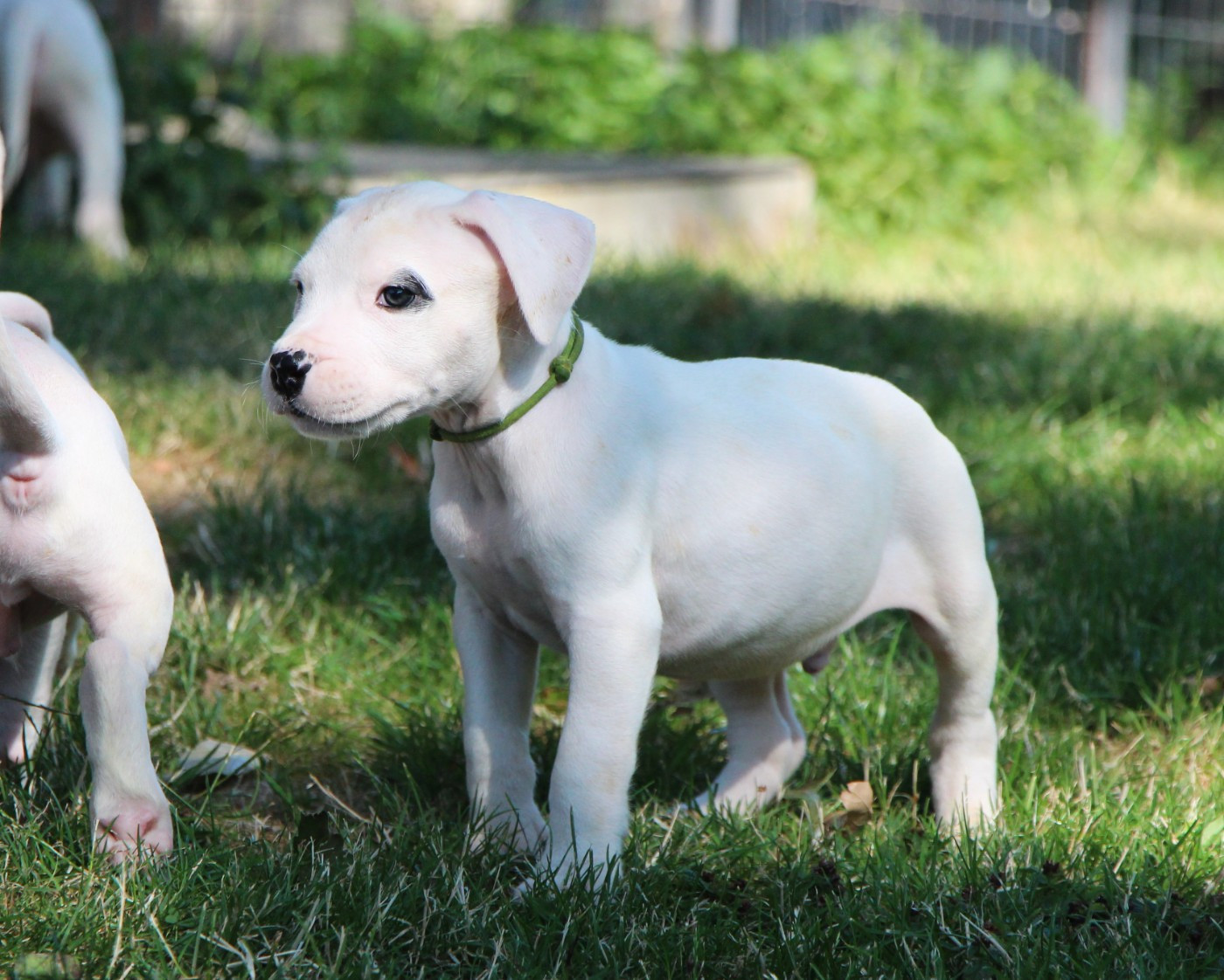 De La Notte Di Cane - Chiots disponibles - Dogo Argentino