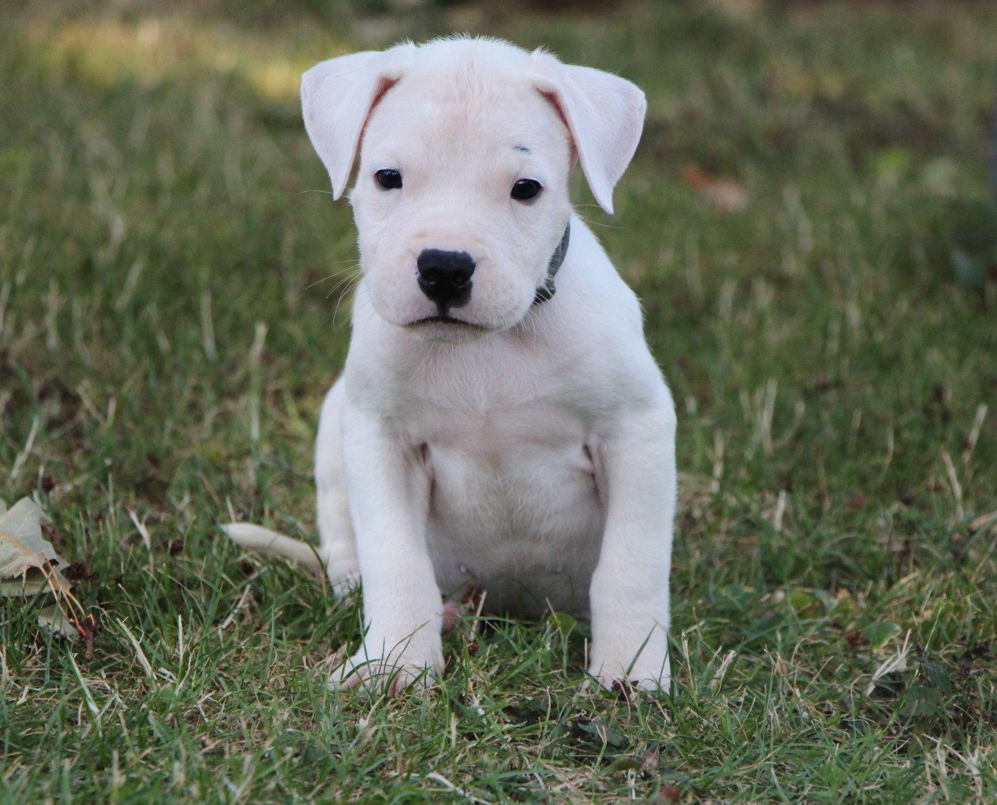 De La Notte Di Cane - Chiots disponibles - Dogo Argentino