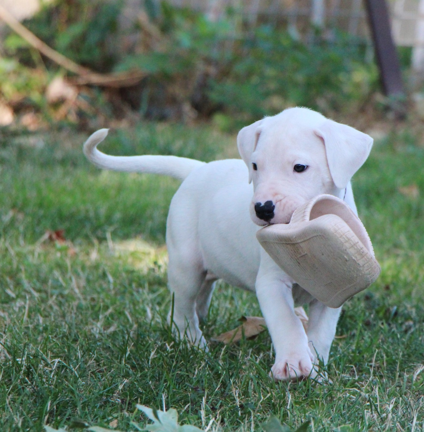 De La Notte Di Cane - Chiots disponibles - Dogo Argentino