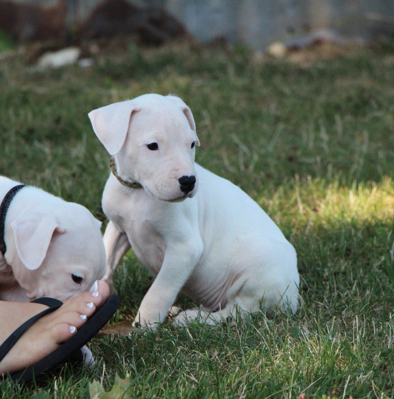 De La Notte Di Cane - Chiots disponibles - Dogo Argentino