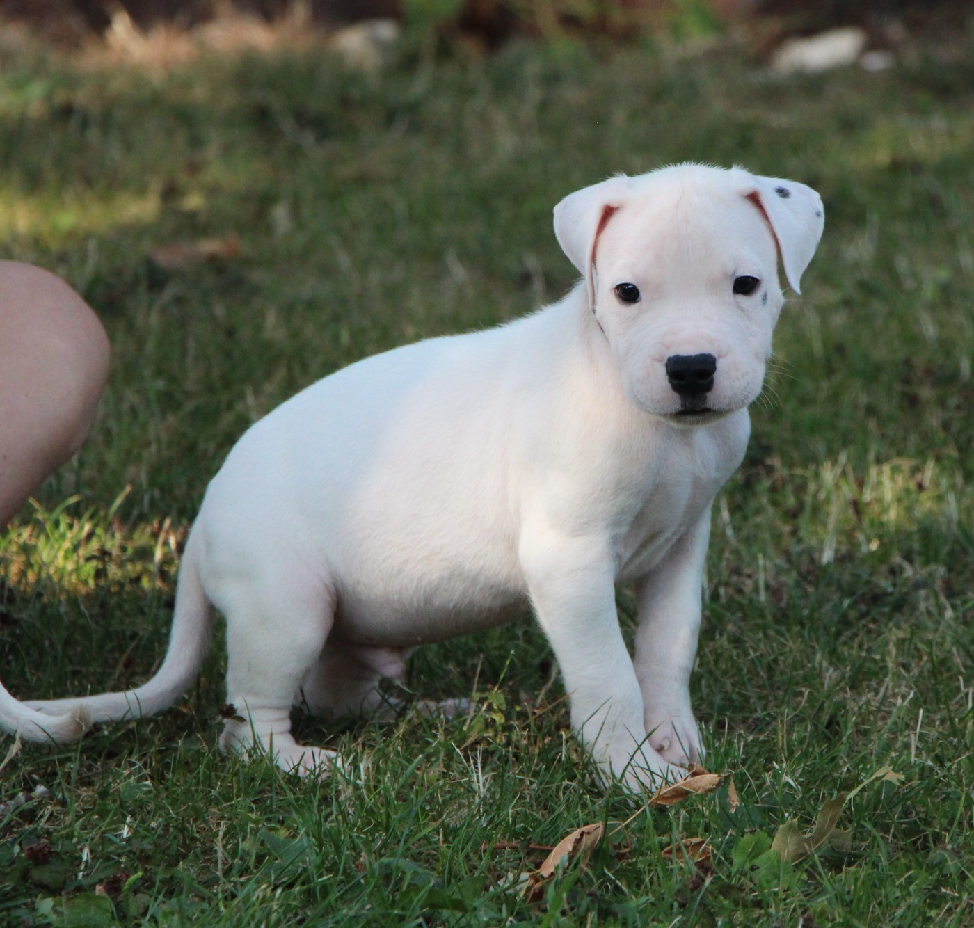 De La Notte Di Cane - Chiots disponibles - Dogo Argentino