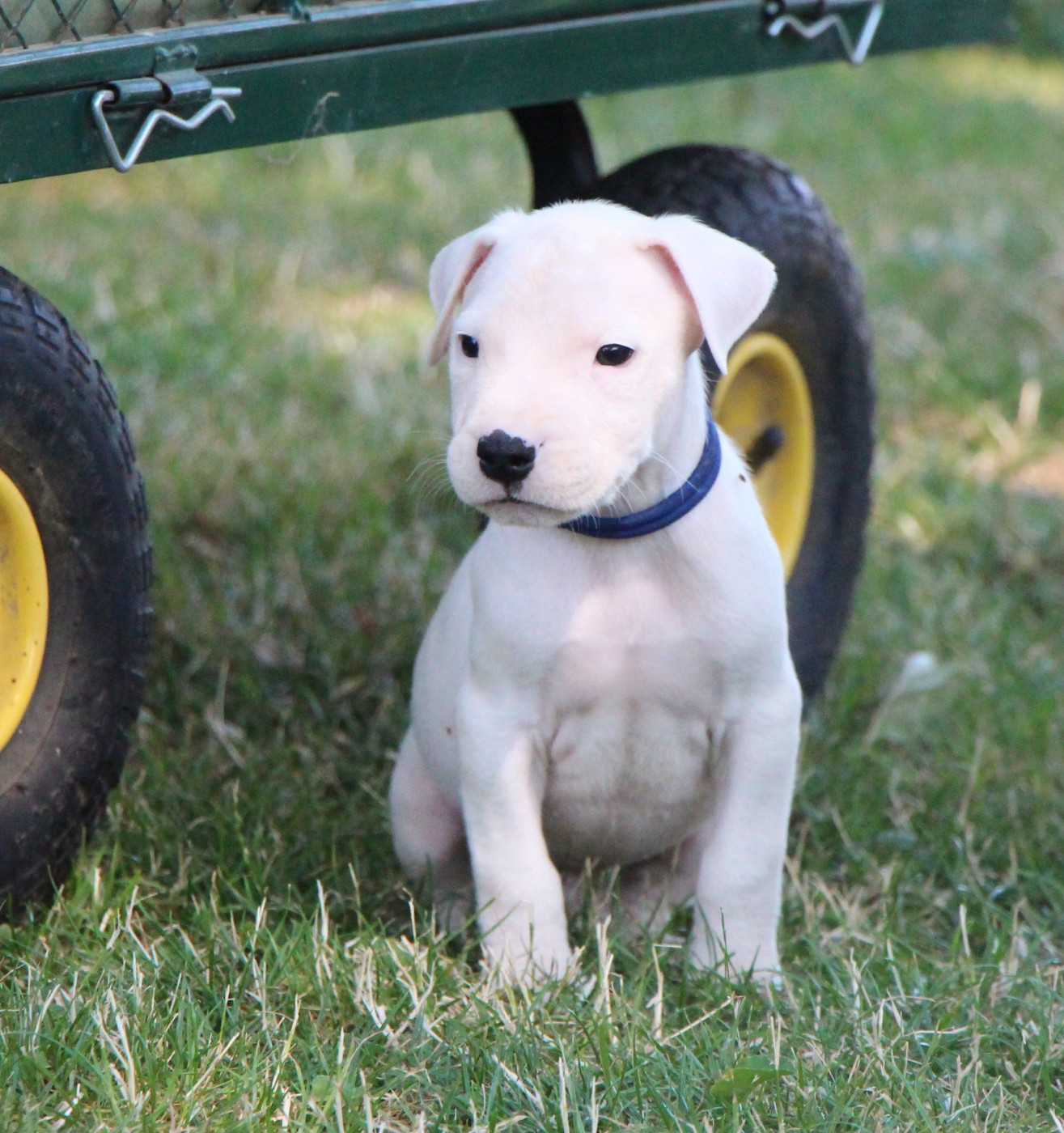 De La Notte Di Cane - Chiots disponibles - Dogo Argentino